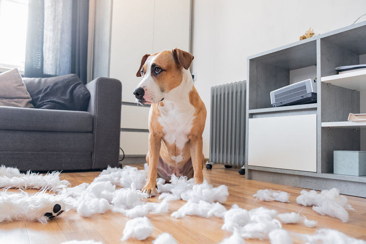 Dog that made a mess and looks guilty | Blog | Greystar 